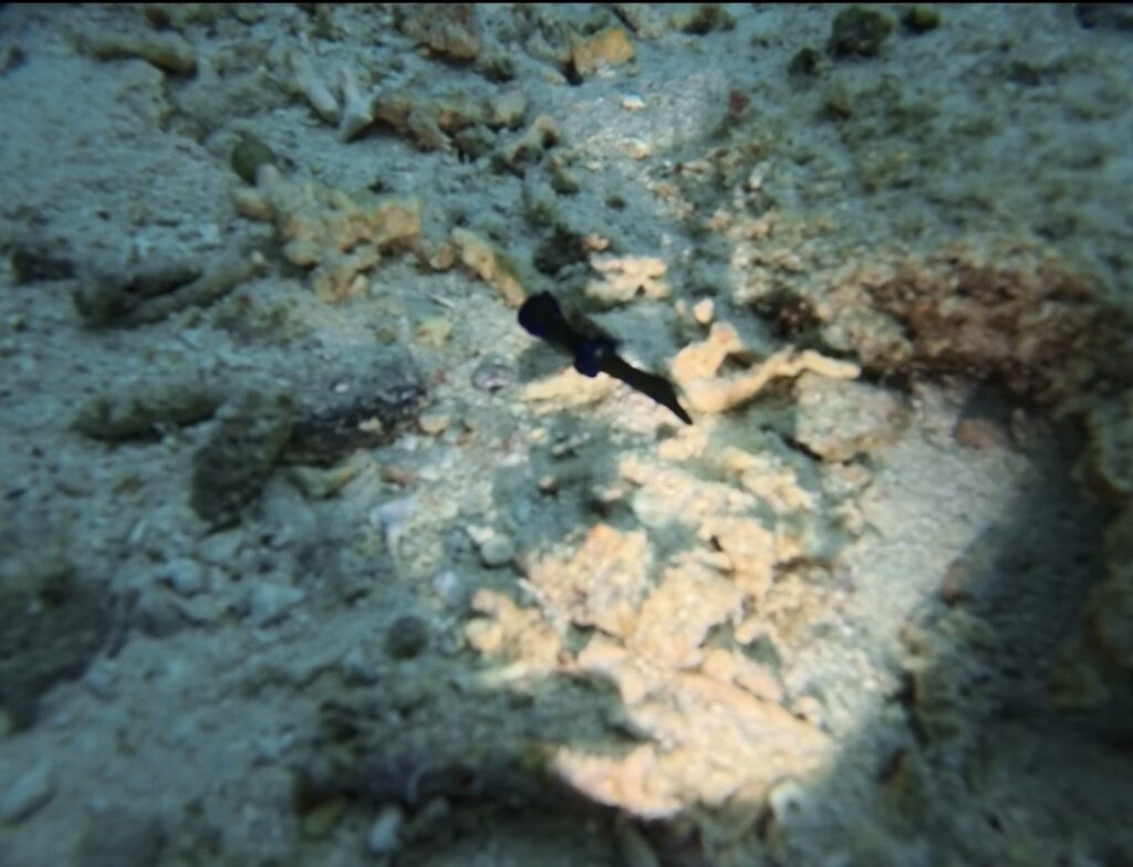 海底生物 海蛞蝓 中文服务