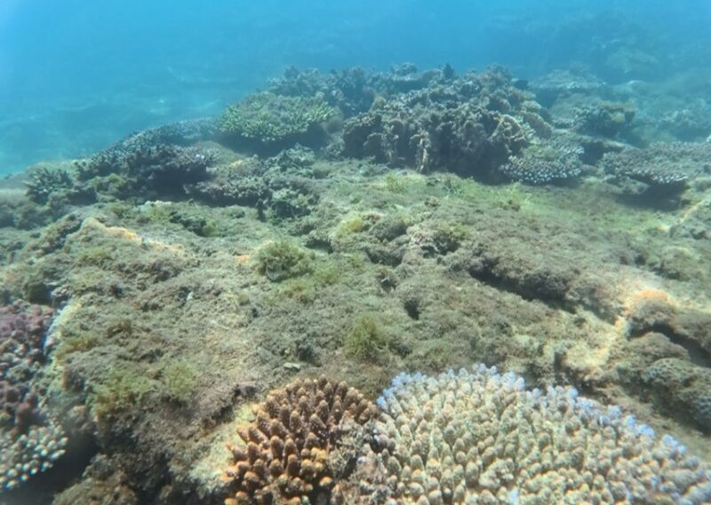 天然珊瑚礁 沖繩 海底世界