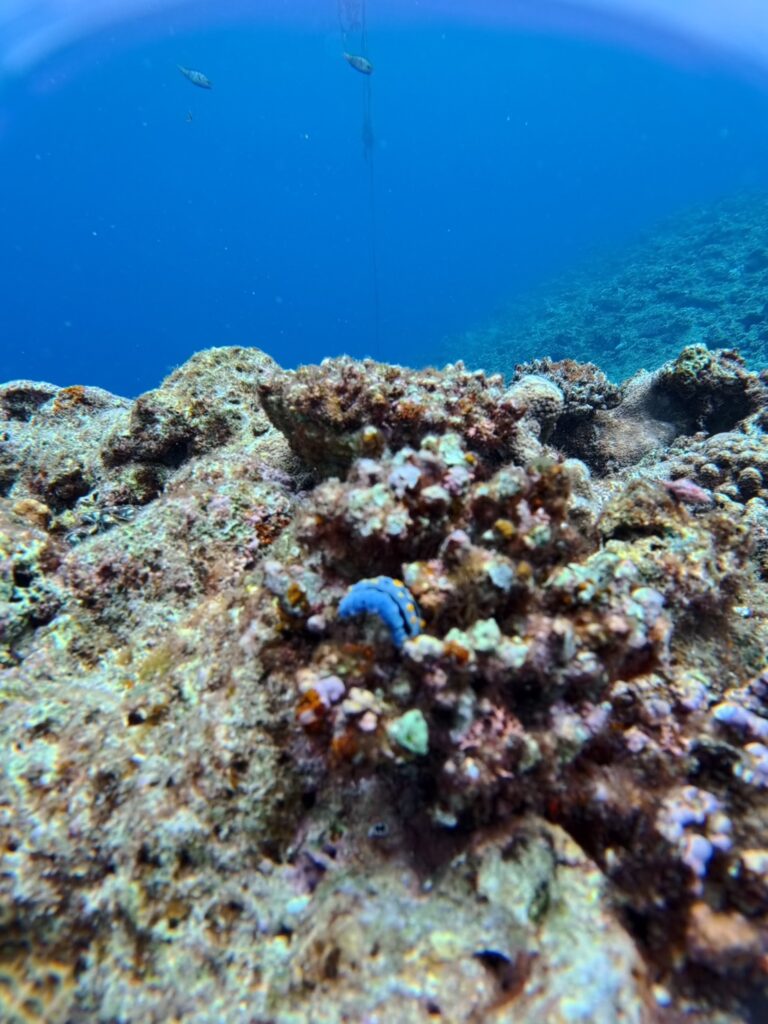 青洞潜水 PADI 中文教练