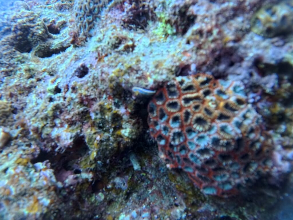 青洞 中文教練 PADI