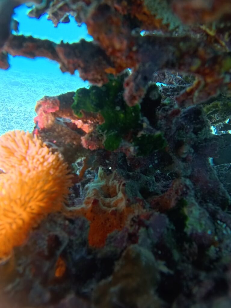 青洞 PADI 中文教练