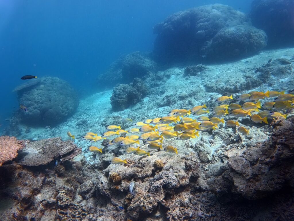 中文教练 冲绳 PADI