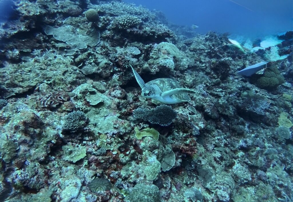 冲绳潜水 PADI 中文教练