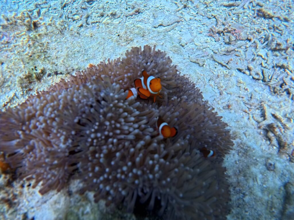 中文教練 熱帶魚 沖繩潛水