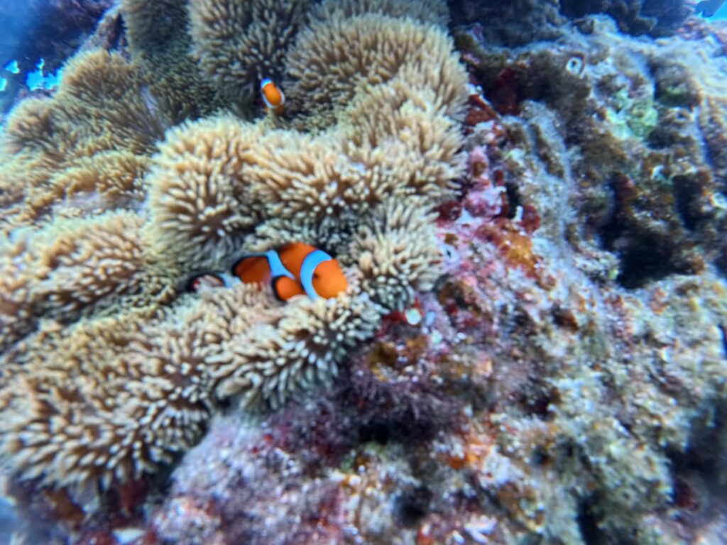 熱帶魚群 蔚藍海洋 體驗潛水