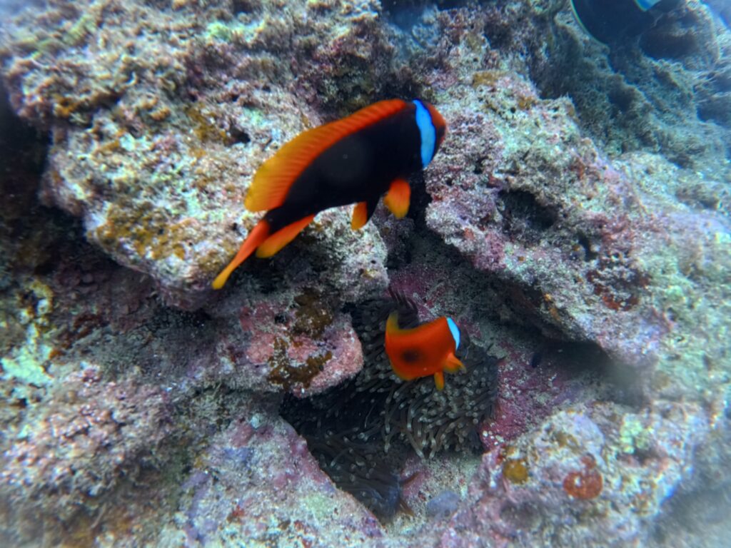 夢幻礁 PADI 中文教練